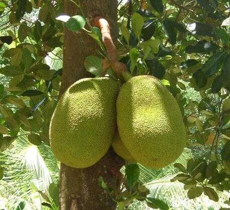 jackfruit1